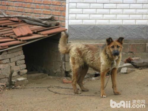 护卫犬排行榜前十名(忠心又勇敢的十大家庭护卫犬推荐)插图7