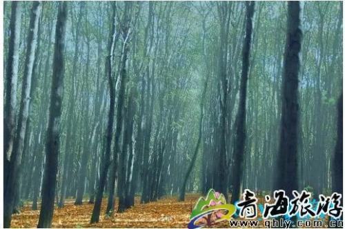摩尔多瓦十大景点(盘点摩尔多瓦必玩的十大景区)插图2