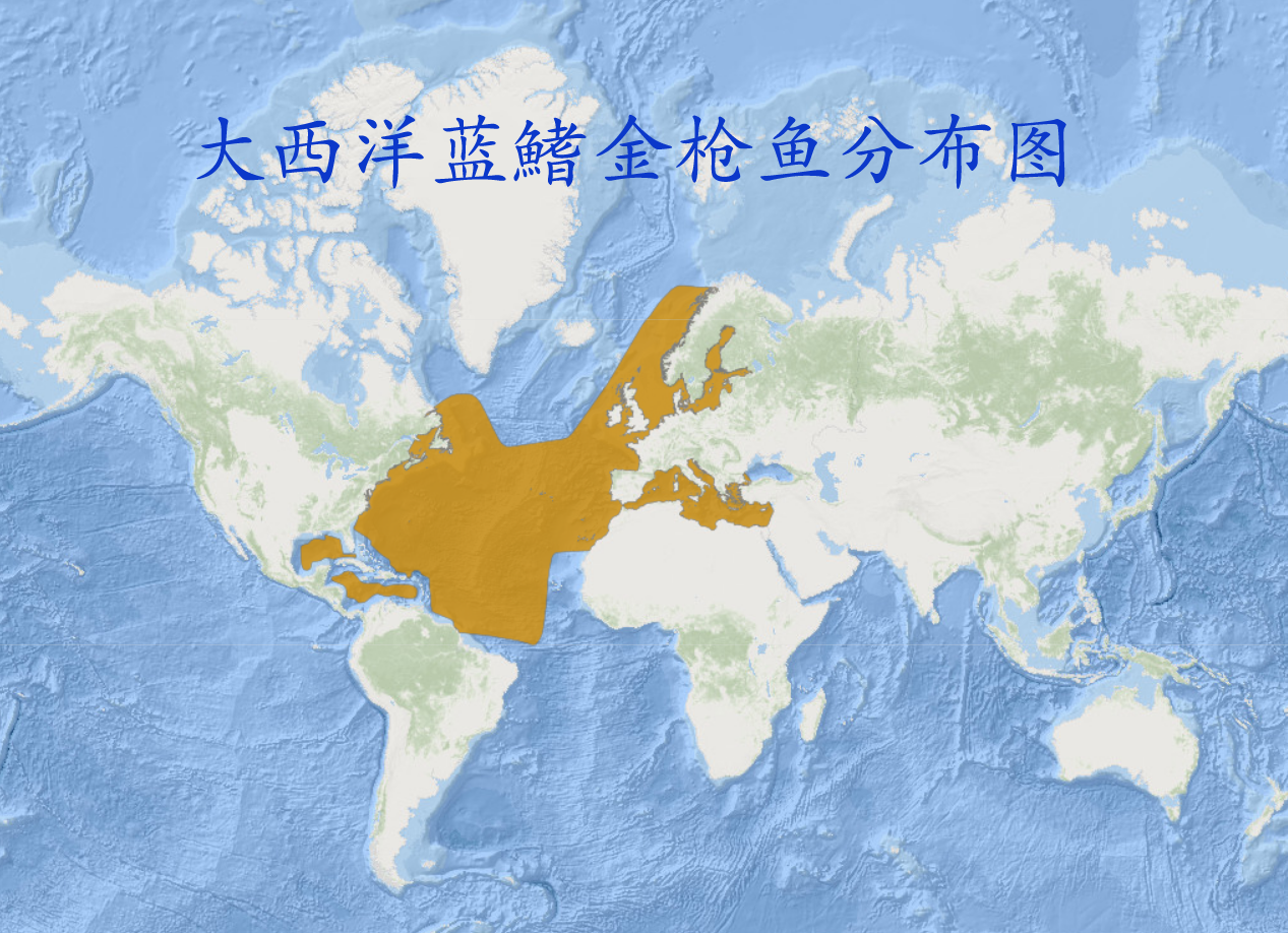 盘点最贵的海鱼(贵的怎么能下得去口)插图1