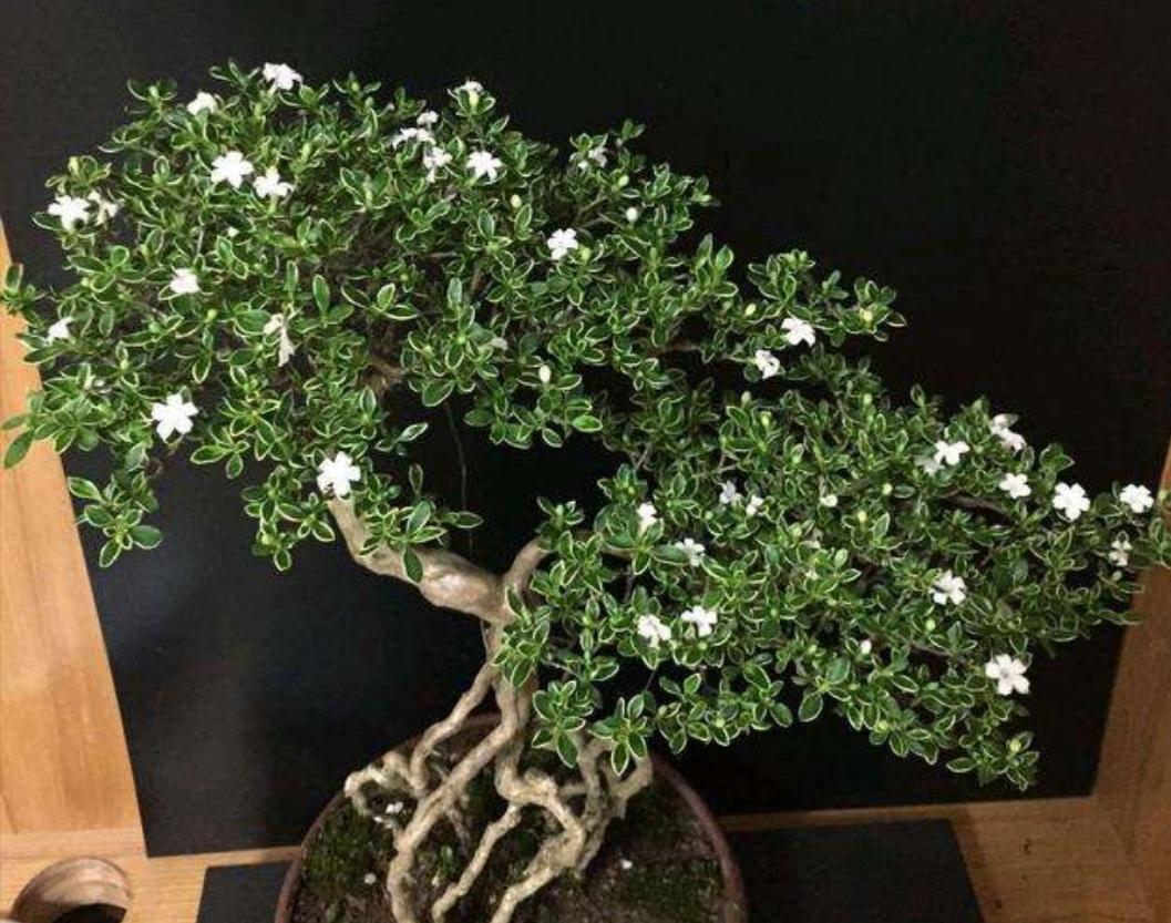 7大不吉利花排行榜(老人说不吉利,家里不能养，养了“坏事多”)插图18