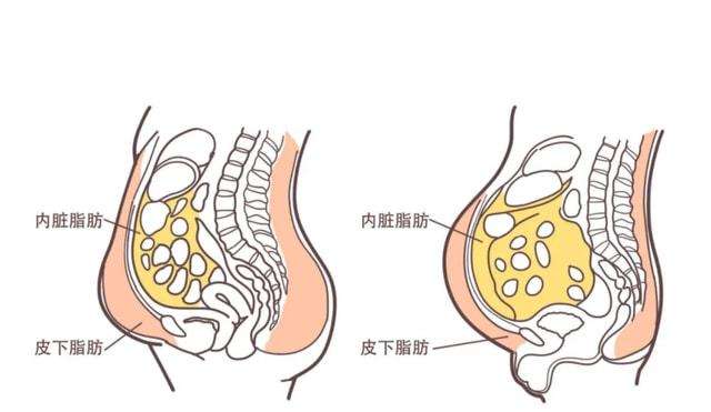 吃什么减内脏脂肪最快（吃出健康吃出美）插图