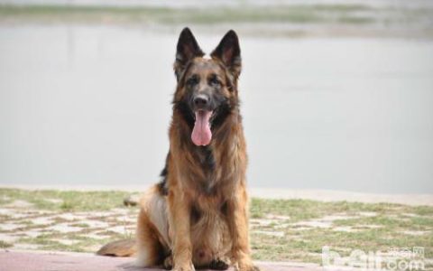 护卫犬排行榜前十名(忠心又勇敢的十大家庭护卫犬推荐)