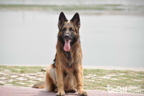 护卫犬排行榜前十名(忠心又勇敢的十大家庭护卫犬推荐)插图