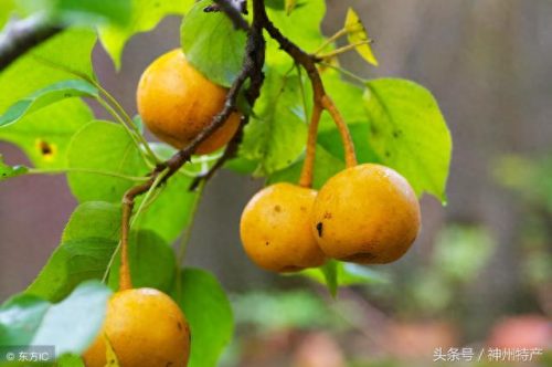 浙江黄花梨厂家排名前十(黄花梨品牌排行前十)插图1
