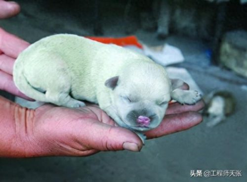 加拿大小狗排名前十(狗狗世界排名前十名)插图13