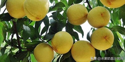 中国十大肉类特产排行榜(广东肉类特产排行榜前十)插图22