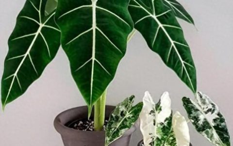 室内好养的植物排名前十(适合室内养的植物100种)