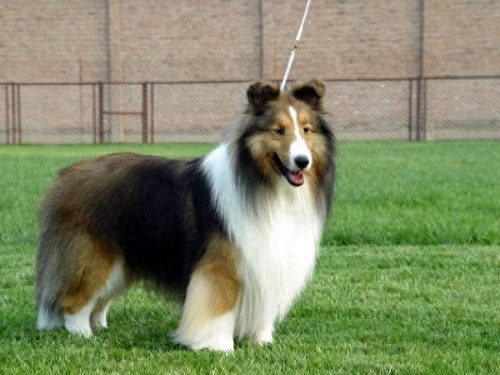 最聪明的十大犬类排行榜(10大名犬的聪明排行榜)插图4