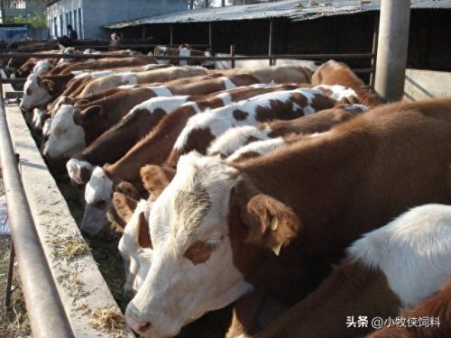 全球十大肉牛饲料排行榜(全国十佳肉牛饲料)插图1