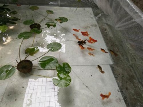耐热食用鱼排名前十(耐寒耐热好养的十种鱼)插图2