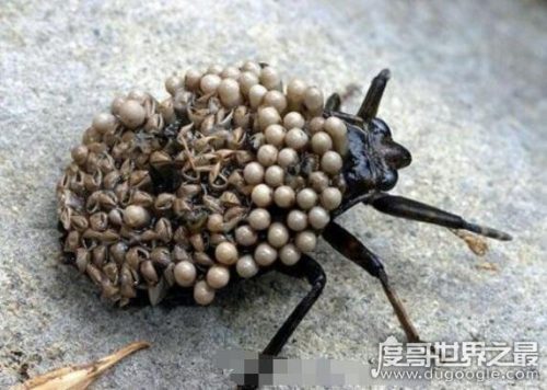 密集恐惧症大揭秘(密集恐惧症普遍么)插图10