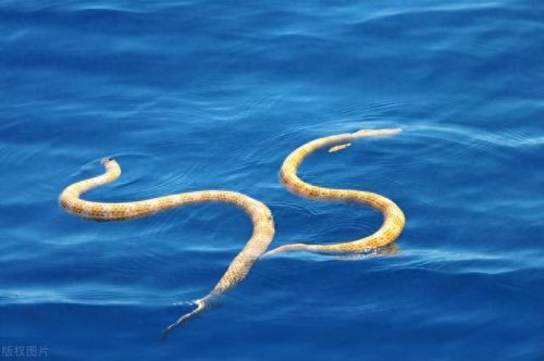 世界生物大小排名前十(中国十大生物公司排名)插图3
