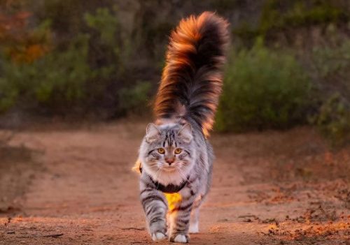 猫的十大神话排行榜(打死猫的十大忌讳)插图