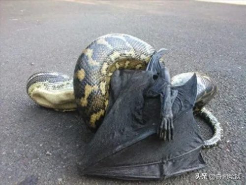 动物捕猎十大排行榜图片(动物捕猎残忍画面)插图1
