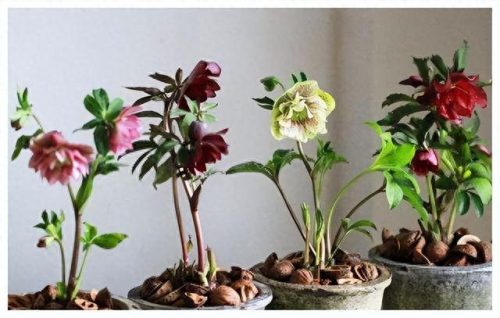 花草盆栽十大排行榜(最流行的十种盆栽)插图17