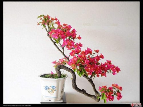 中国十大盆景排行榜前十名(盆景排行榜第一名)插图1