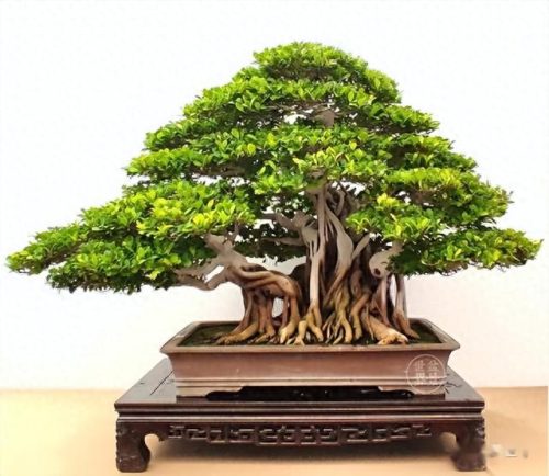 中国十大盆景排行榜前十名(盆景排行榜第一名)插图7
