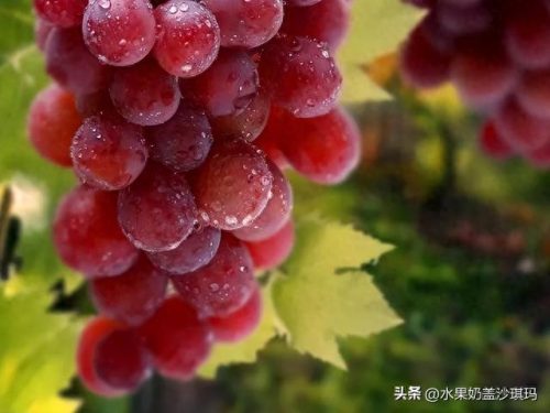 中国十大肉类特产排行榜(广东肉类特产排行榜前十)插图30