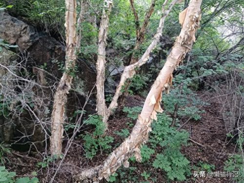 北京十大山峰海拔排行榜(中国所有山峰海拔排名)插图3