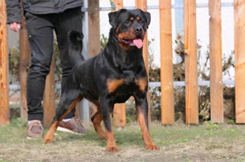 十大禁养凶犬排行榜最新(最凶犬排行榜前十名)插图3