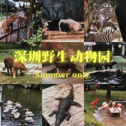 深圳十大风景名胜排行榜(深圳十大网红打卡圣地)插图16