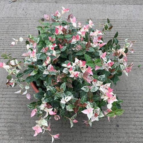 室内好养的植物排名前十(适合室内养的植物100种)插图18