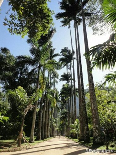 世界十大最美植物园排行榜(中国十大最美植物园)插图20