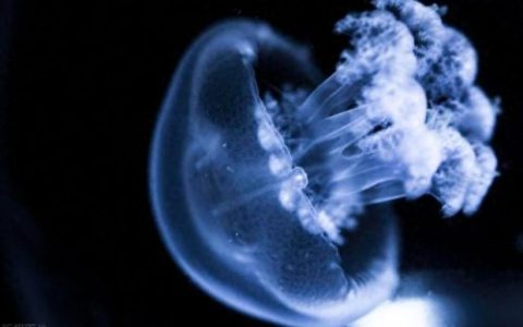 世界生物大小排名前十(中国十大生物公司排名)