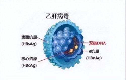 乙肝五项医院排名前十(十大最好的乙肝医院)插图3