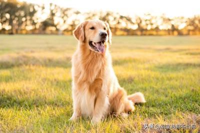 十大帅气大型犬排行榜(十大最好的中大型犬)插图6