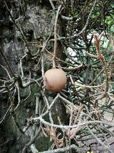 世界十大最美植物园排行榜(中国十大最美植物园)插图1