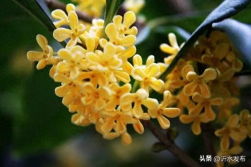 十大热门美女排行榜图片(福成集团十大美女)插图46
