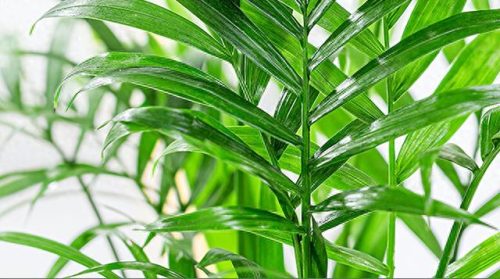 十大竹类植物排行榜(十种养不死的室内花)插图1