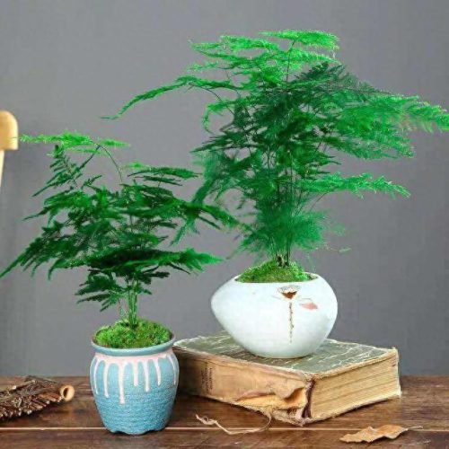 室内好养的植物排名前十(适合室内养的植物100种)插图17