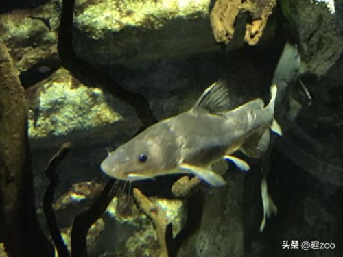中国十大淡水鱼排行榜(中国十大名贵淡水鱼)插图11