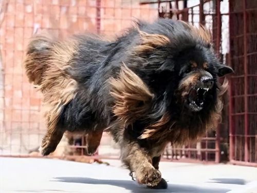 十大禁养凶犬排行榜最新(最凶犬排行榜前十名)插图1