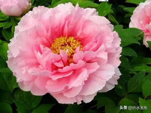 十大热门美女排行榜图片(福成集团十大美女)插图40