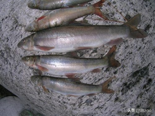 中国十大淡水鱼排行榜(中国十大名贵淡水鱼)插图