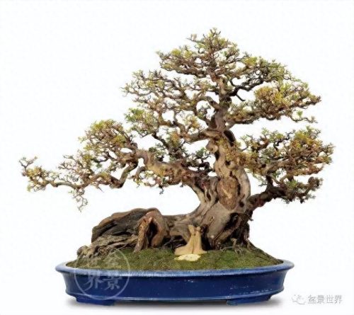 中国十大盆景排行榜前十名(盆景排行榜第一名)插图2