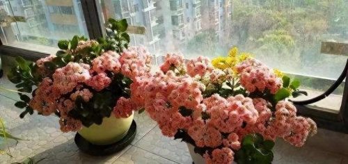 花草盆栽十大排行榜(最流行的十种盆栽)插图2