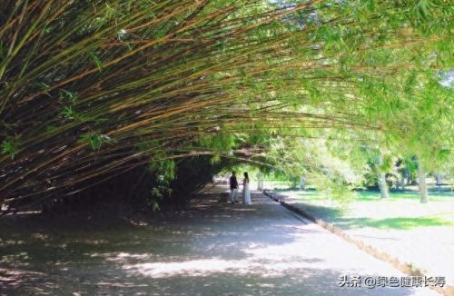 世界十大最美植物园排行榜(中国十大最美植物园)插图5
