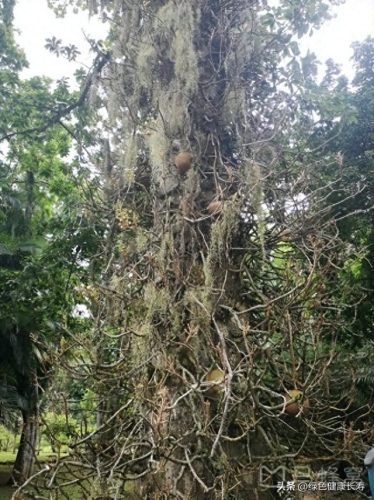 世界十大最美植物园排行榜(中国十大最美植物园)插图6