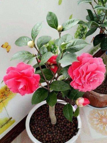 花草盆栽十大排行榜(最流行的十种盆栽)插图21
