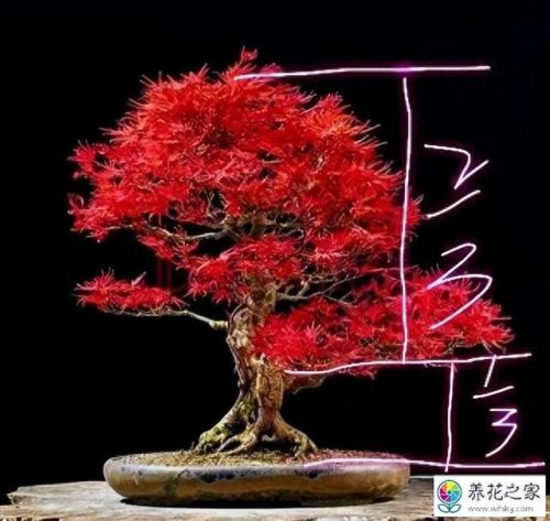 中国十大盆景排行榜前十名(盆景排行榜第一名)插图6