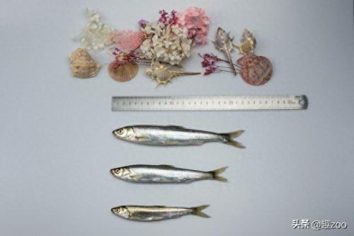 中国十大淡水鱼排行榜(中国十大名贵淡水鱼)插图8