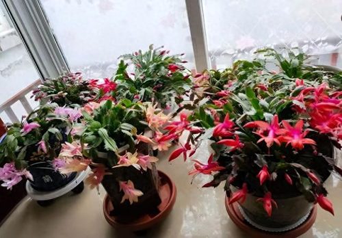 花草盆栽十大排行榜(最流行的十种盆栽)插图13
