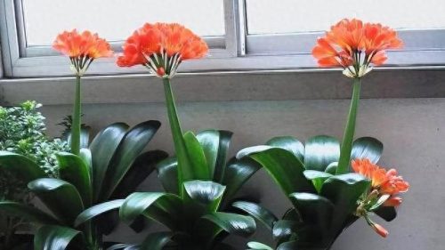 花草盆栽十大排行榜(最流行的十种盆栽)插图6