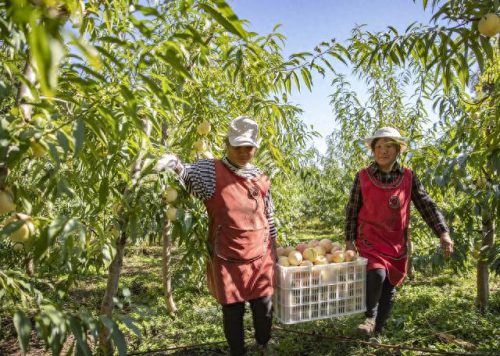 巫溪专业搬运工排名前十(巫溪附近搬运工排名)插图2