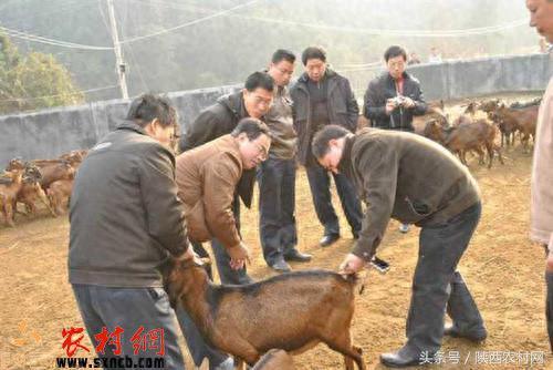 湖南最好养的羊排名前十(长沙羊排排行榜)插图