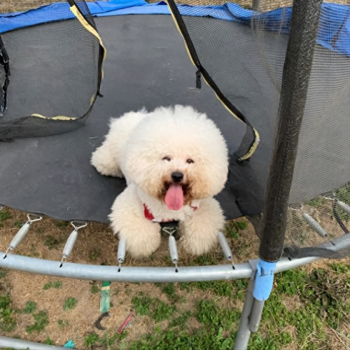 十大禁养凶犬排行榜最新(最凶犬排行榜前十名)插图8